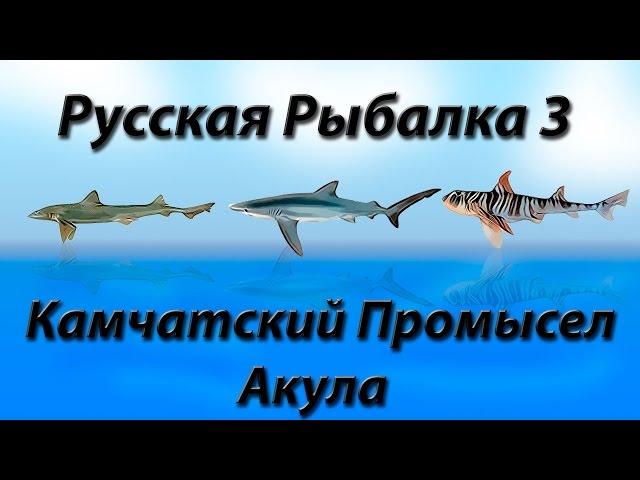 Русская Рыбалка 3.9 Камчатский Промысел Акула закрытие квеста