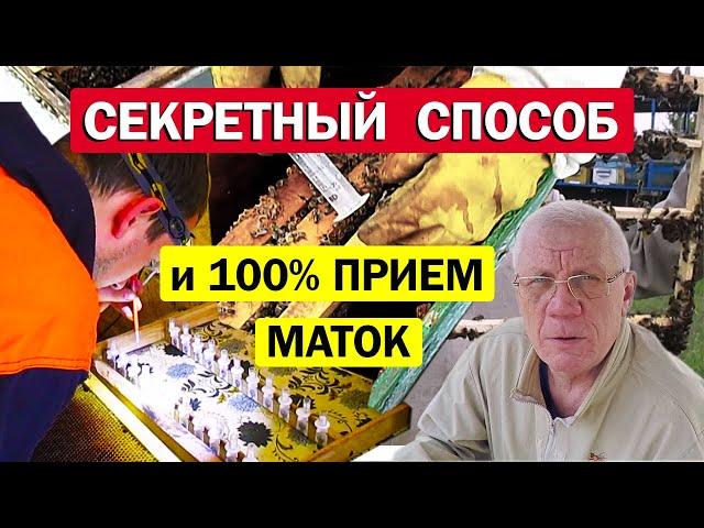 Вывод пчелиных маток. Как обеспечить 100% прием маток?