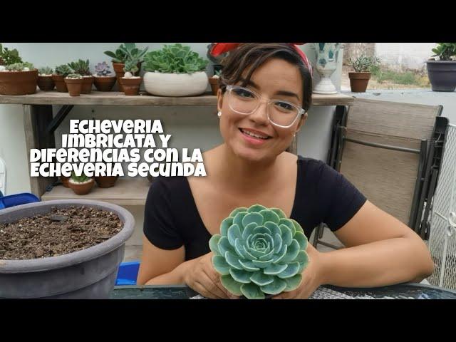 Echeveria Imbricata // Diferencias con la Echeveria Secunda Glauca // Trasplante // Any Grc