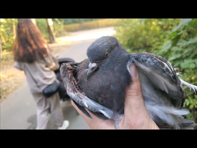 Сам не поможешь, никто не поможет! Молодой голубь с больным крылом