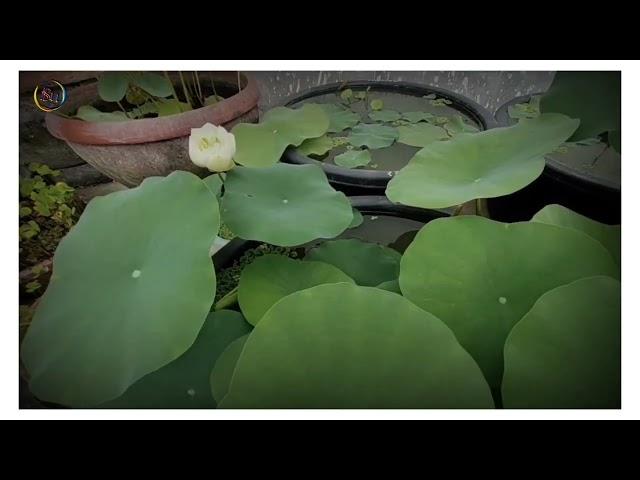 Peony Fairy Lotus Plant / How To Grow  ।। FULL INFORMATION HYBRID LOTUS PLANT।।