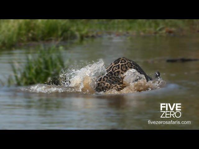 Jaguar Drowns Crocodile in Brazil