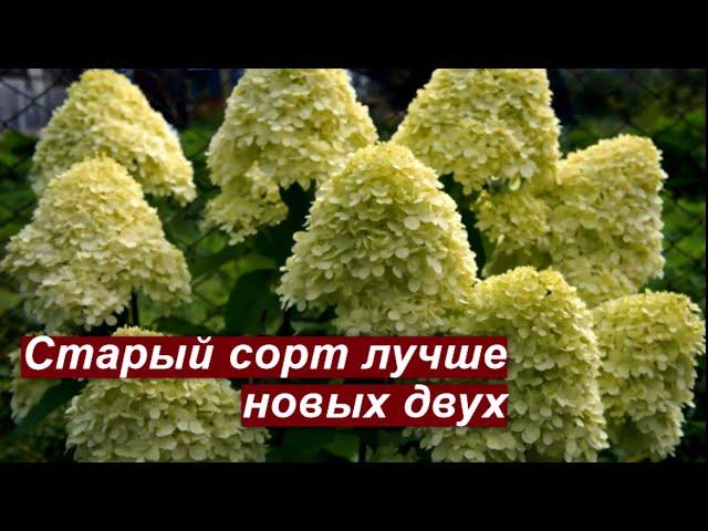 Гортензия метельчатая Лаймлайт (Limelight)-надежный и нестареющий сорт