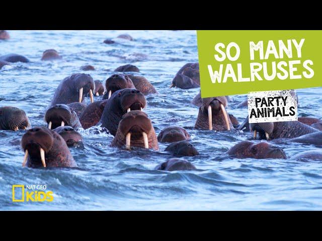 So Many Walruses | Party Animals