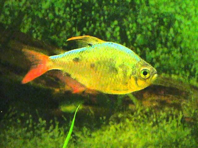 Micobacterium on Columbian tetra | Колумбийская (сапфировая) тетра, поражённая туберкулёзом