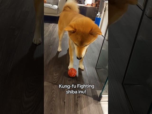 shiba inu try this kung-fu fighting! #dog #shiba #pets #ruslyn #cute