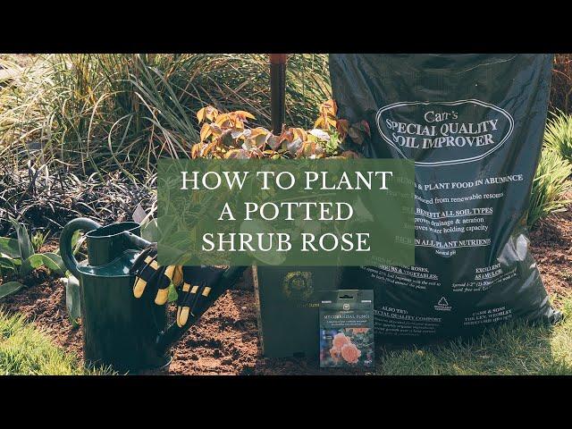 Planting a Potted Rose by David Austin Roses