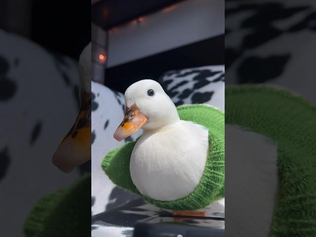 My pet duck broke the cam / Tag someone who’d love this #BlockBlast #game