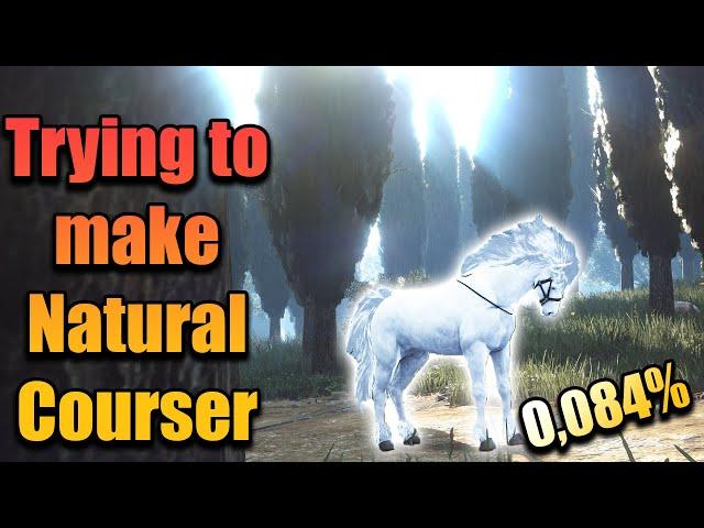 The Making of a COURSER - Natural Born 0,084% (1 Skill away) | Daily Dose of BDO #79