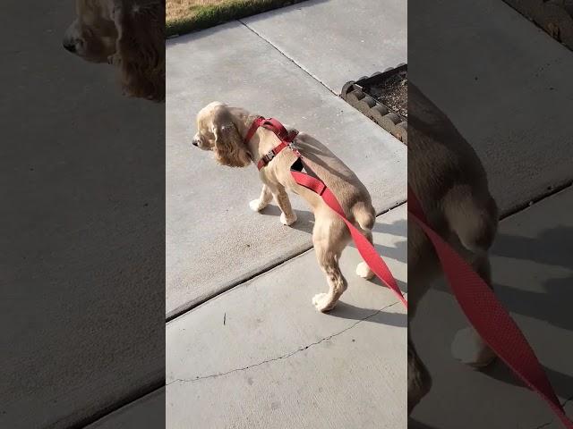 Nic wait for sister got out of the school bus. #cockerspaniel #dogs #youtubeshorts