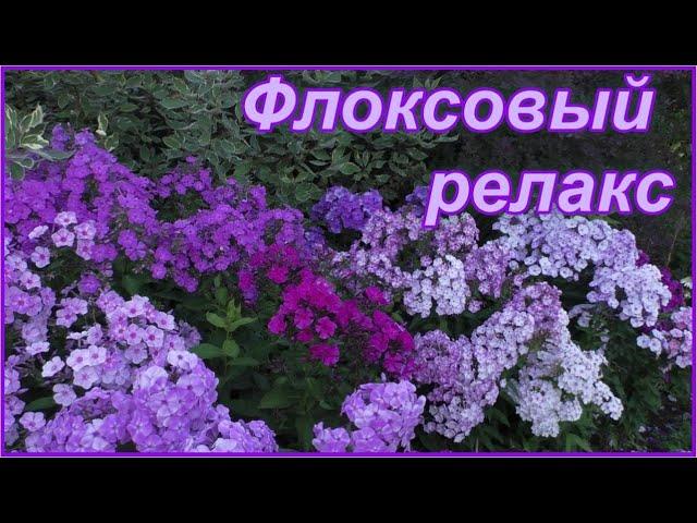 Флоксовый релакс. Цветник из флоксов в моем саду.