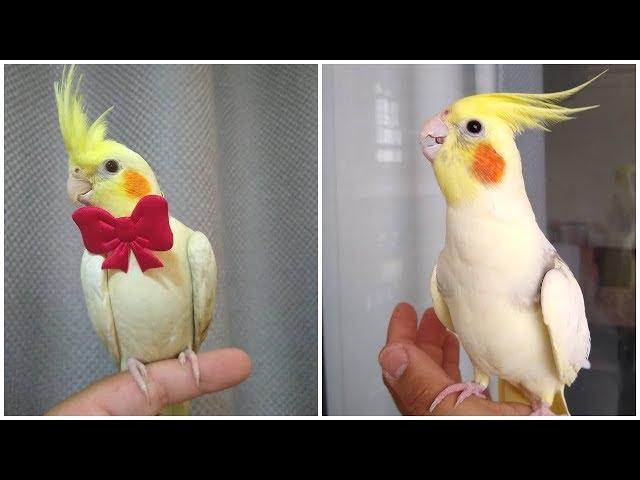 Cockatiel Best Singing and  Talking Companion in the World / Cockatiel Singing  training video /2020