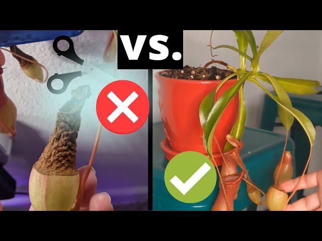 How to Trim Nepenthes Pitcher Plants and Promote Their Growth  - Pruning Guide