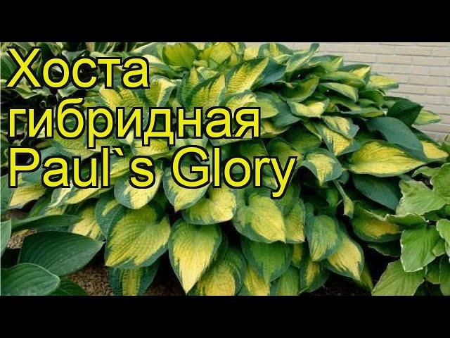 Хоста гибридная Слава Пола. Краткий обзор, описание характеристик hosta Paul`s Glory