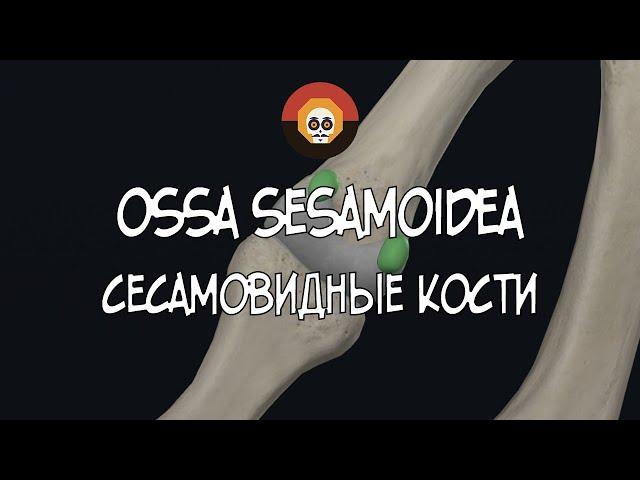 Сесамовидные кости (ossa sesamoidea) 3D Анатомия
