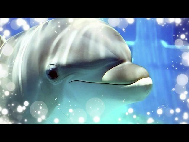 Звуки пеcни дельфинов  для проведения дельфинотерапии (БЕЗ музыки!) - Dolphins sounds and noises