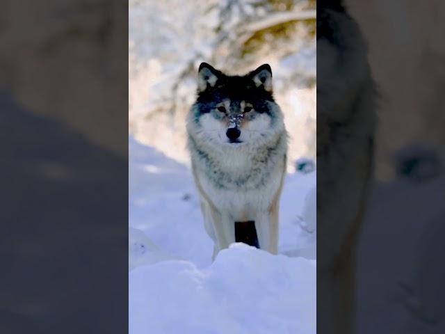 Wolf (Kurt) #wildlife #wolf #animals