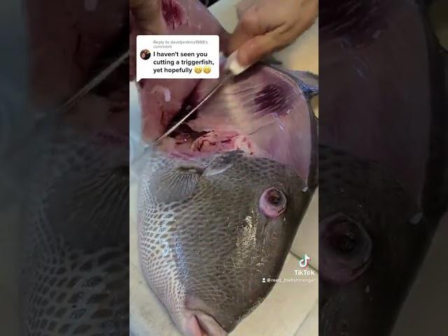 Triggerfish armor can be challenging but this method will make filtering them easy  #triggerfish