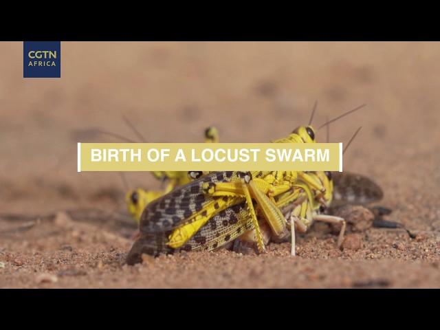 The making of a desert locust swarm