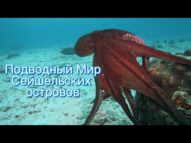 Сказочный подводный Мир Сейшельских островов.