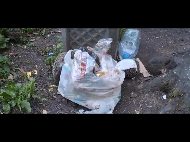 В ПОИСКЕ ВКУСНЯШЕК И НА ПОМОЙКУ ПОЙДЕШЬ
