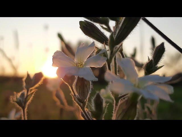 АВГУСТ  -  Наталия Исаева, стихи (читает автор)