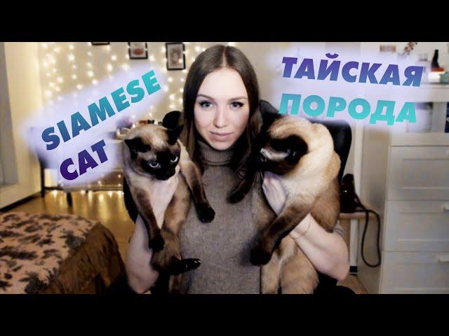 ТАЙСКИЕ КОШКИ (сиамская порода)//siamese cat 2020