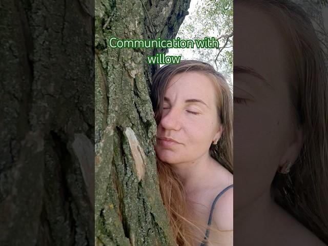 What are the benefits of communicating with willow?  #healing #spirituality #youtubeshorts