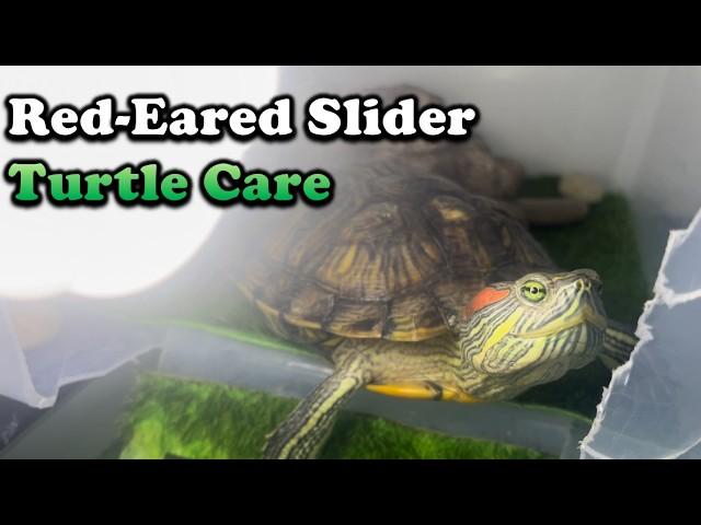 Red Eared Slider Turtle Care: Everything you need to know