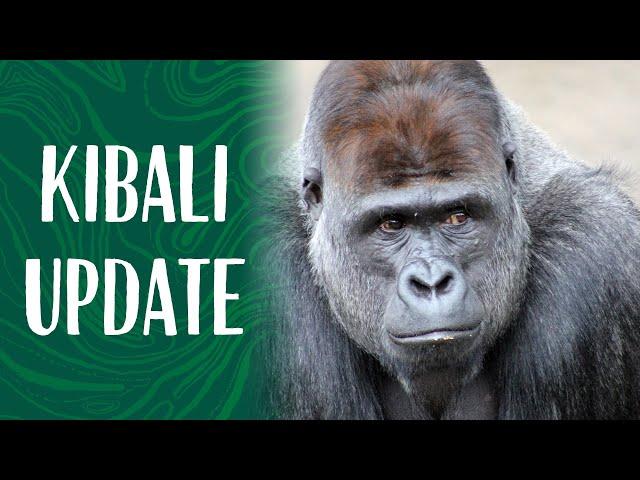Keeper Mel Provides an Update on Taronga's Silverback Gorilla, Kibali