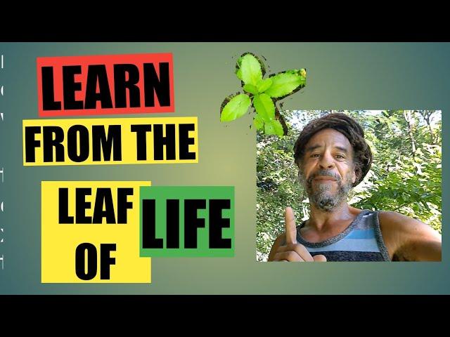 Learn To Use The Power Of The Leaf Of Life To Overcome Babylon Oppression