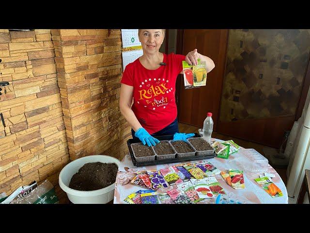 PETUNIA and PEPPERS - sowing seeds for seedlings - 2024