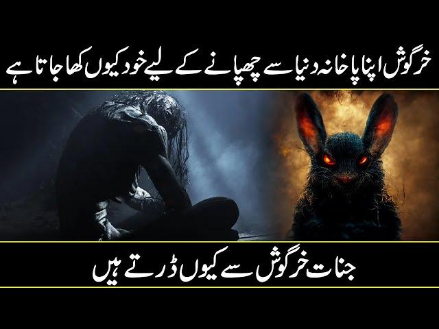 Hidden And Interesting Facts About Rabbits in Urdu/Hindi