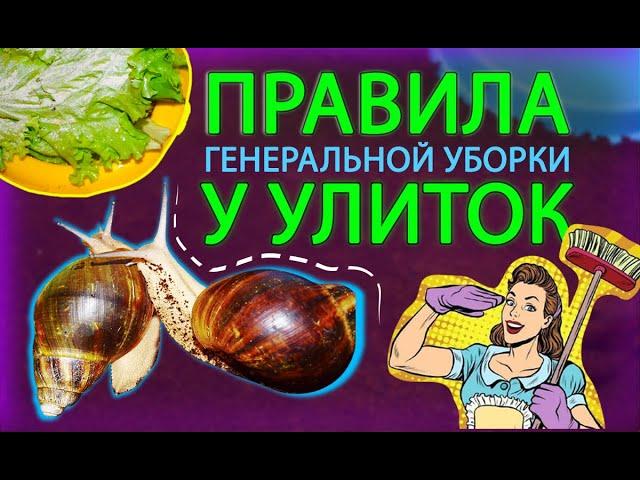 ГЕНЕРАЛЬНАЯ УБОРКА У УЛИТОК. ОСНОВНЫЕ ПРАВИЛА.