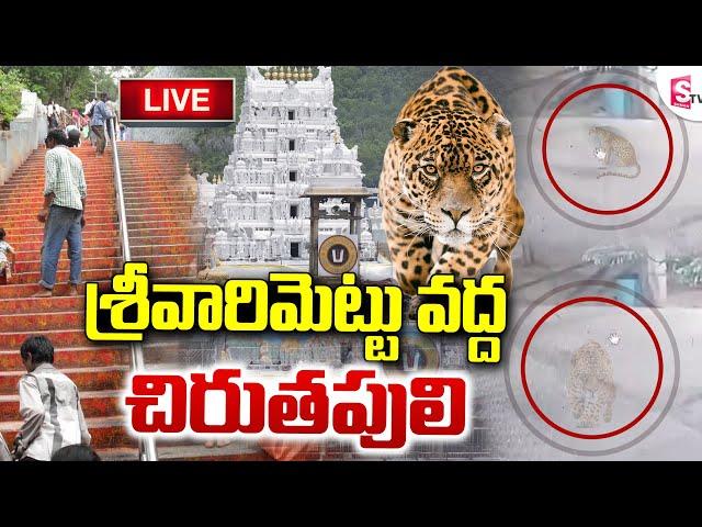 LIVE: శ్రీవారిమెట్టు వద్ద చిరుతపులి  Leopard Spotted At Srivari Mettu | Tirumala Tirupati | SumanTV