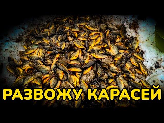 Как я развожу ЗОЛОТЫХ КАРАСЕЙ в пруду! Секреты УСПЕШНОГО разведения у себя на участке!