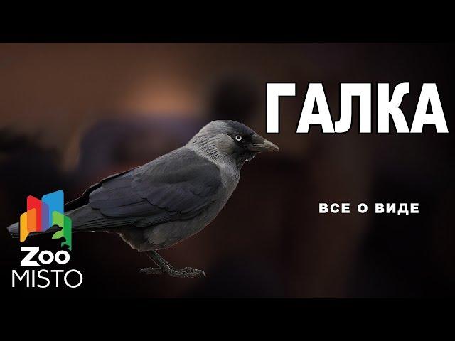 Галка - Все о  семейства врановых | Галка род вороны