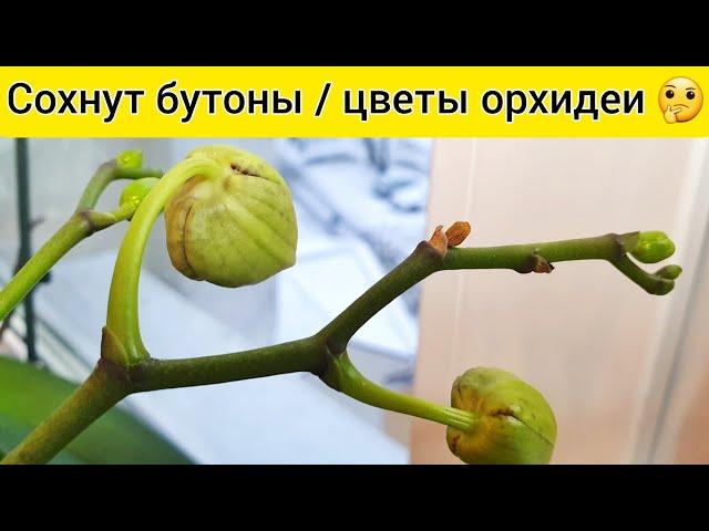 СОХНУТ БУТОНЫ орхидеи и ЦВЕТЫ орхидеи