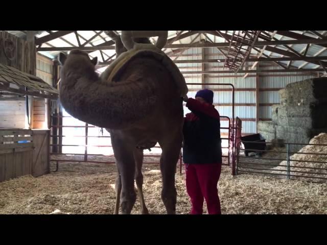 Junior the camel saddled