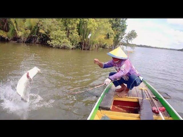 tidak di sangka dapat barabundi kumpul di muara