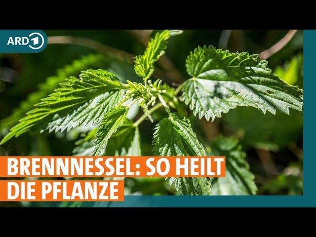 Hausmittelcheck Brennnessel: Was kann die Pflanze? | ARD Gesund