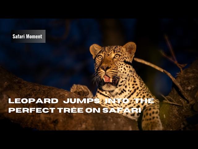 Male Leopard jumps into the perfect tree on Safari | #wildlife #leopard