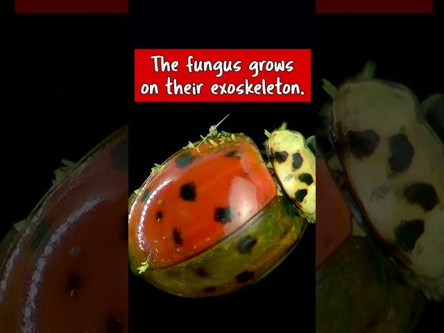 Ladybug Has STD