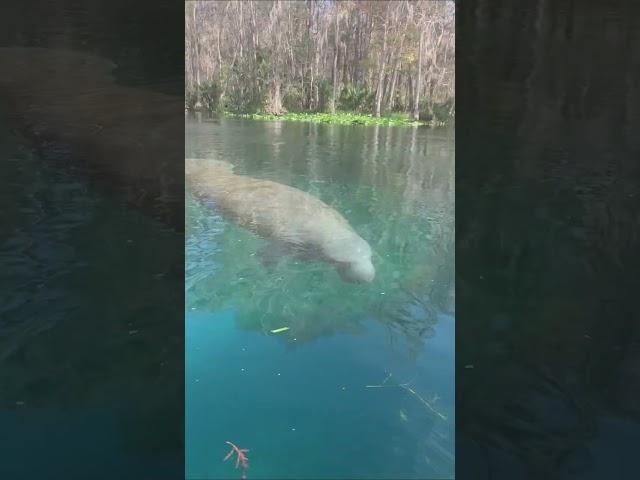 Wild monkey on Ocklawaha River, manatee in Silver River