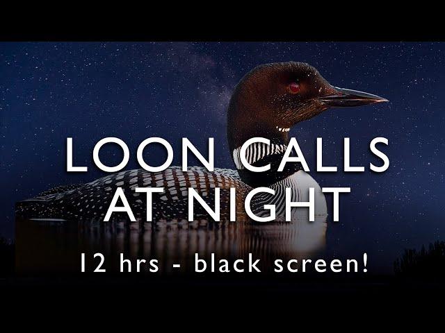 Loon Calls - On the lake at night - 12 Hours  - BLACK SCREEN!