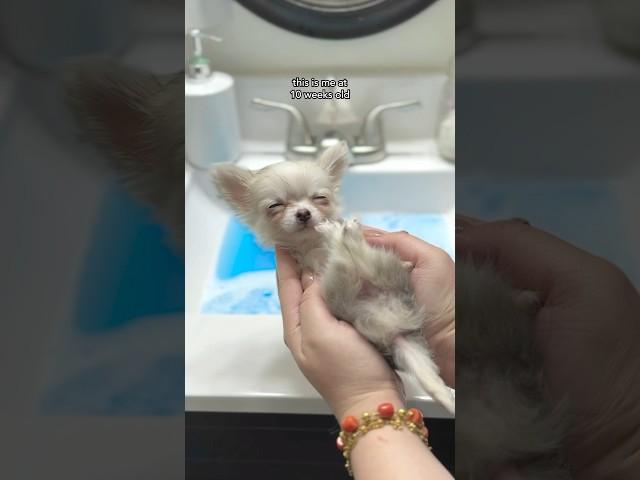 Barley’s 1st bath at 10 weeks old #teacupchihuahua #chihuahua #doglife