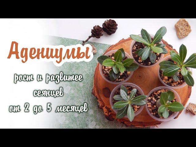 Адениумы из семян | Рост и развитее сеянцев от 2 до 5 месяцев