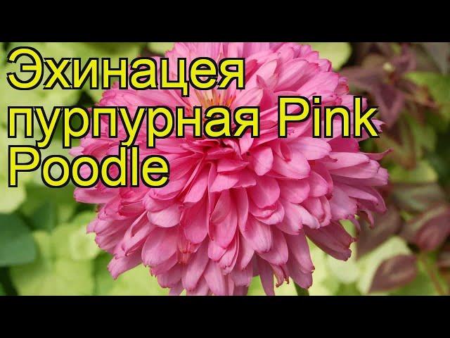 Эхинацея пурпурная (Pink Poodle). Краткий обзор, описание характеристик, где купить саженцы