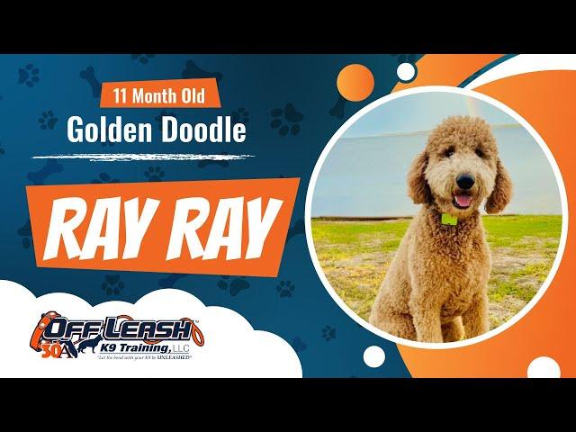 Ray Ray - 11 month old - Golden Doodle - Community K9 Training - Best Dog Trainers Florida