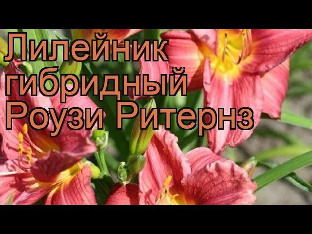 Лилейник гибридный Роузи Ритернз (hemerocallis)  обзор: как сажать, рассада лилейника Роузи Ритернз